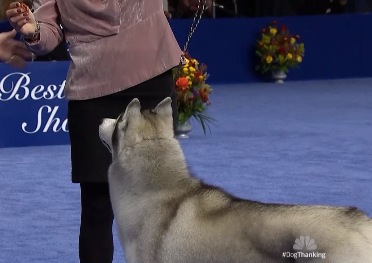 ...the human was showing the husky a snakkieand thenput it in her own mouthand thentook it outwhy are you teasing the poor huskylet the husky have the snakk