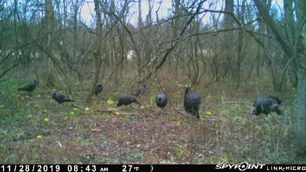 DaveBuckeye2973's tweet photo. A few Thanksgiving photos #LinkMicro #Spypoint @LLaRocko @roybaker265 #WildTurkey https://t.co/pgvN2qpZGi