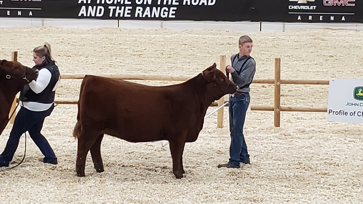 CBruynooghe's tweet photo. Great day @Agribition for this first time showman with his own heifer. #wingellocattleco https://t.co/BzeyZMa5w0