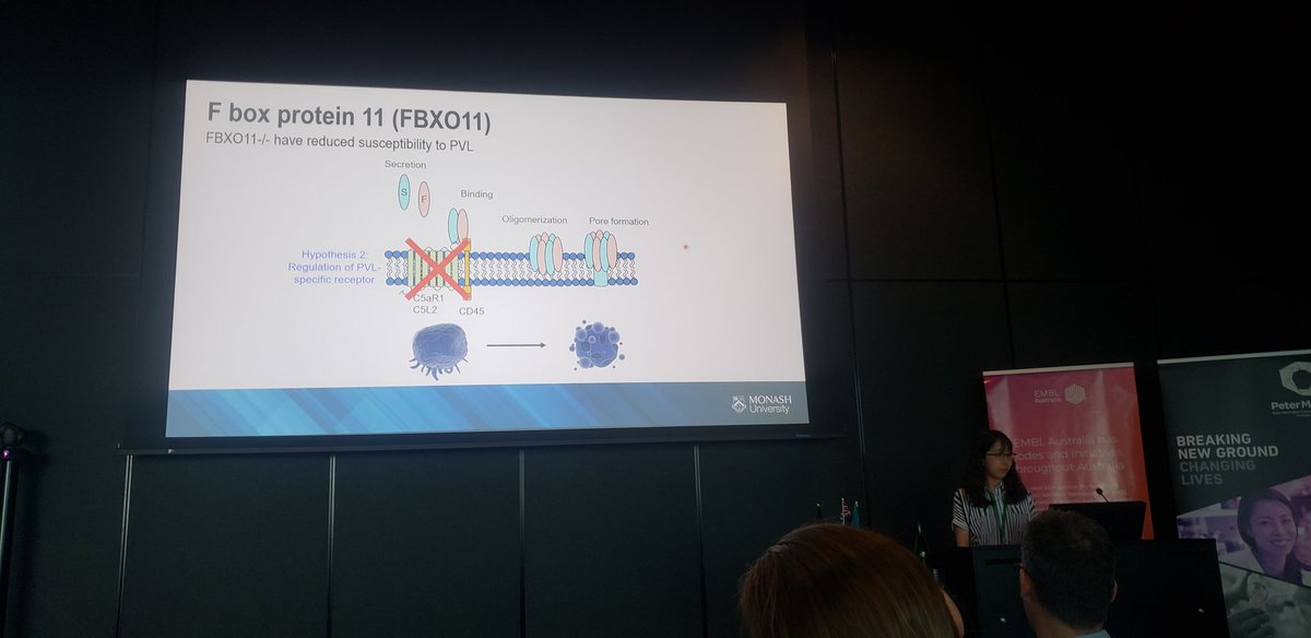 SharonKPYau's tweet photo. @YusunJ presenting her work on the F Box protein 11 in leukocytes and its effect on staph aureus pathogenicity #eaps2019 @EMBLAuSymposium https://t.co/vRZpCW4aGY