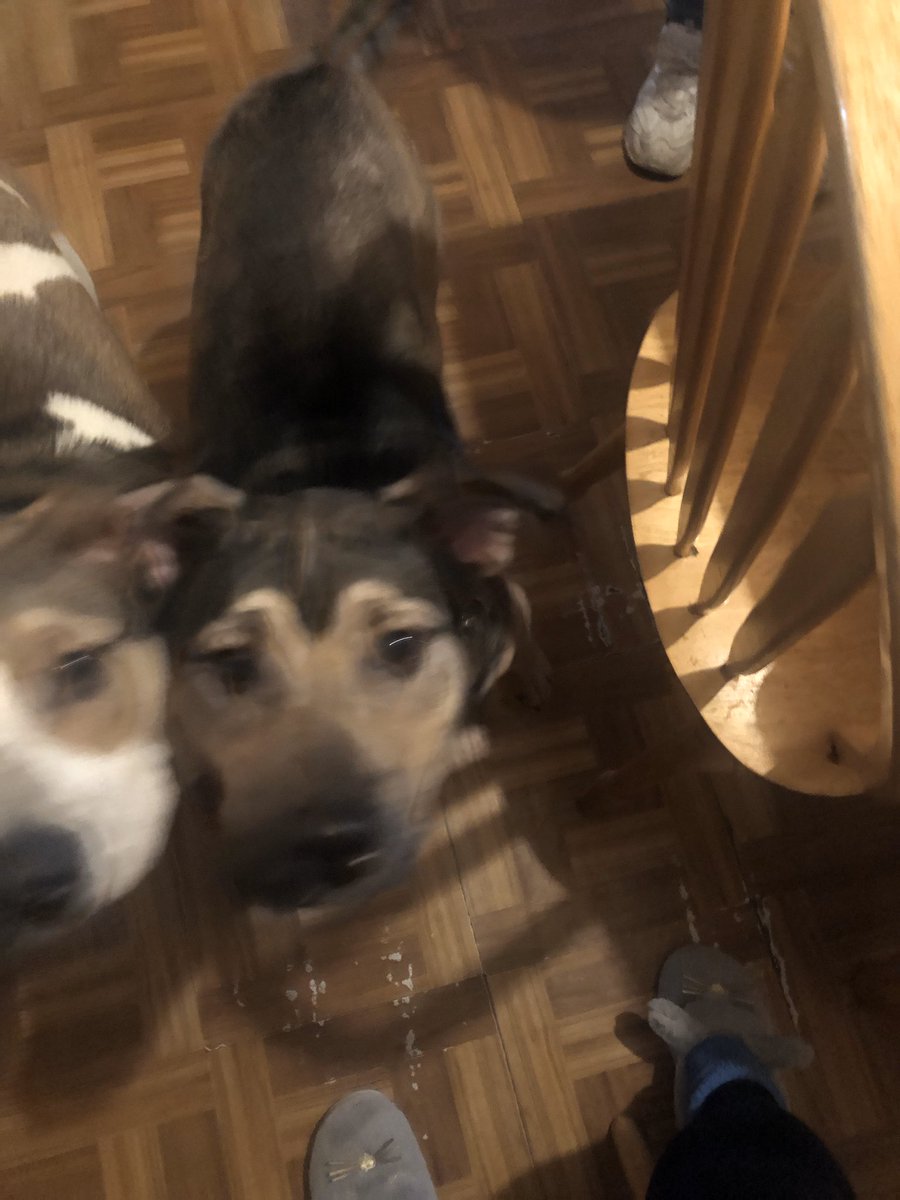 wendigobunny's tweet photo. B A B I E S #dogsofinstagram #BO #CEPHUS https://t.co/0psNL1rU6c