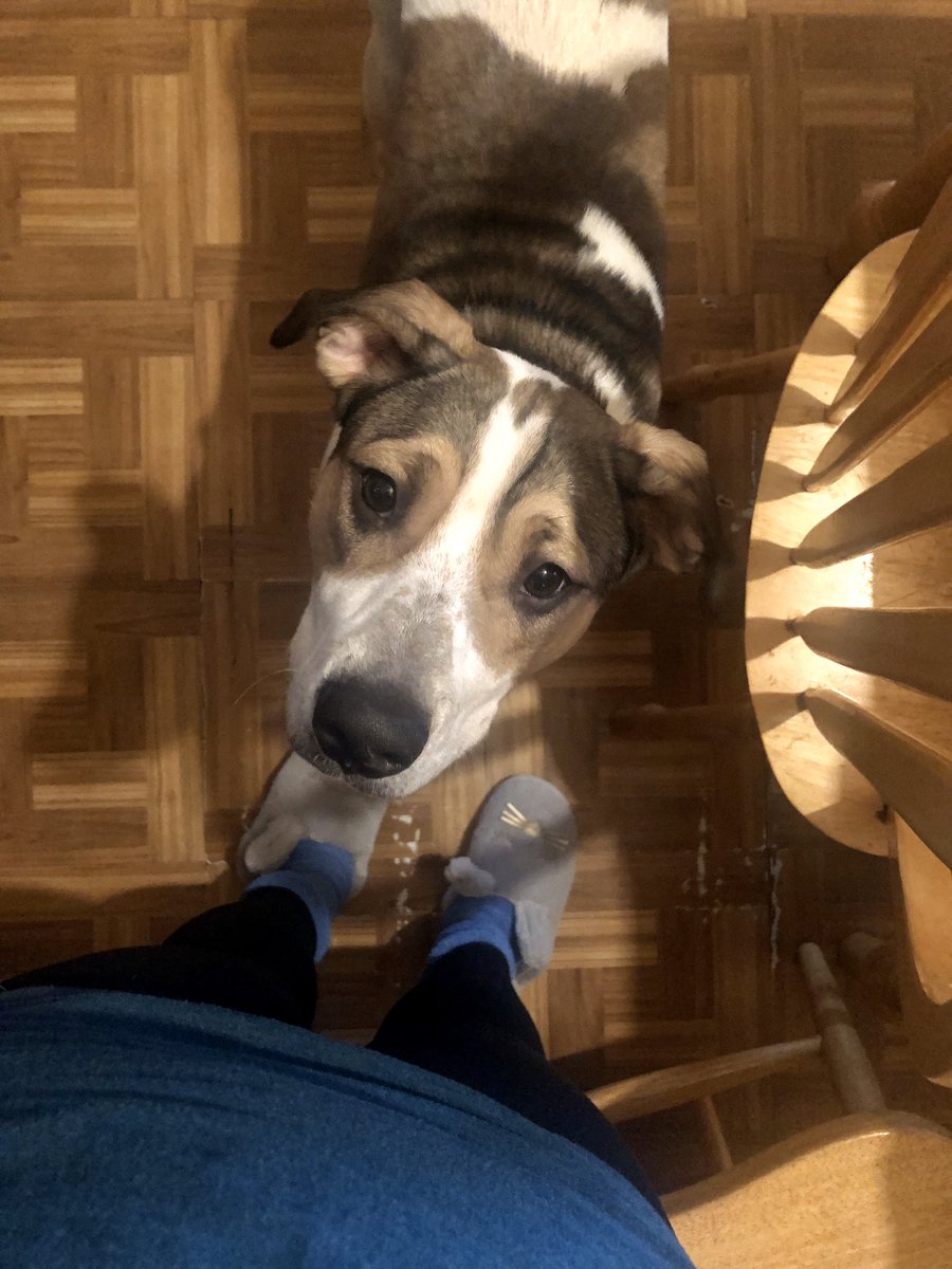 wendigobunny's tweet photo. B A B I E S #dogsofinstagram #BO #CEPHUS https://t.co/0psNL1rU6c