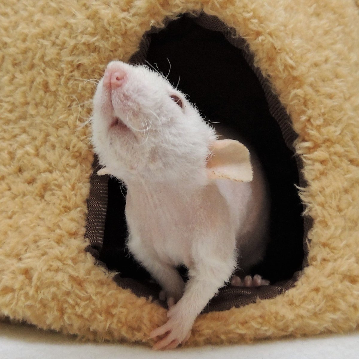 MotherToRats's tweet photo. Boris is growing in confidence with all the compliments he's been getting!

Happy Thanksgiving

#thanksgiving2019
#thankful #bethankful
@crazyratlady #ratsoftwitter #twitterrats #petratsoftwitter #doublerex #doublerexrat #cuterat #dumborat #petrat https://t.co/Y1MCHWwrQX