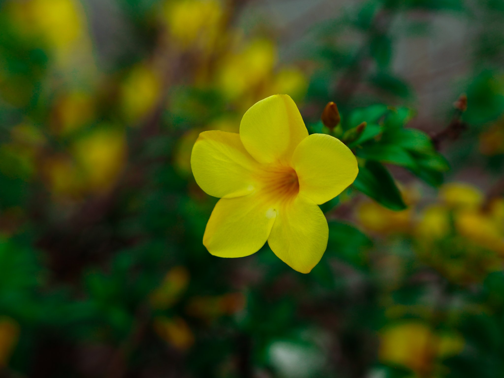 تويتر Anthophile على تويتر Allamanda Cathartica Or Pokok Bunga Akar Kuning Or Bunga Loceng Allamanda Cathartica Alamanda Flowerphotography Photography Https T Co P7hv0dewfb