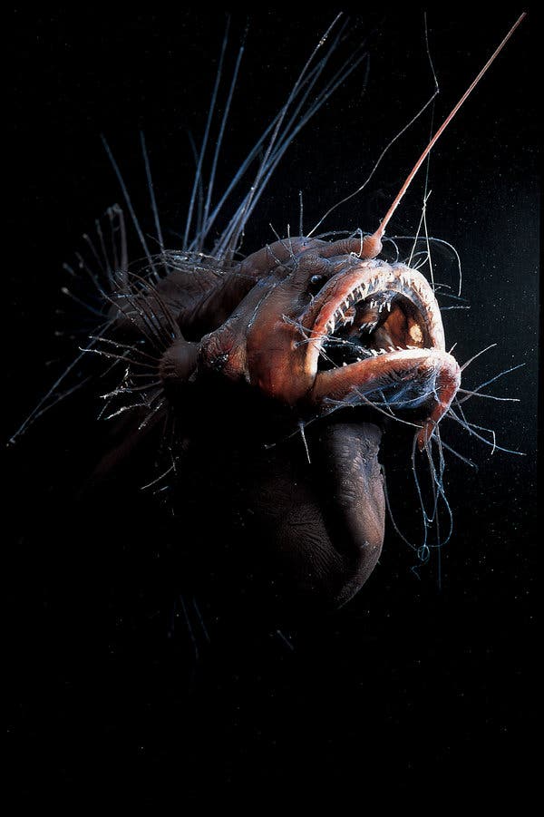 He explained he later saw strange creatures hovering around and they all had "lights", some on their mouth, eye, body, head, jelly fishes too etc... a perfect example is the "Angler fish" and a strange fish both shines light on the mouth. making the theory very believable.