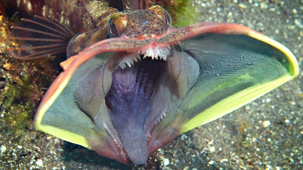 He explained he later saw strange creatures hovering around and they all had "lights", some on their mouth, eye, body, head, jelly fishes too etc... a perfect example is the "Angler fish" and a strange fish both shines light on the mouth. making the theory very believable.