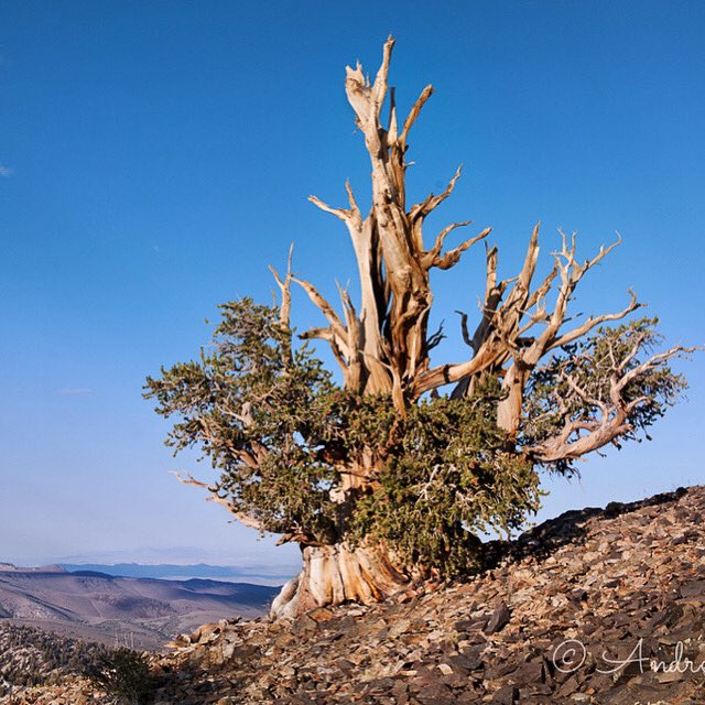 andreajonesphot's tweet photo. Celebrating #NationalTreeWeek and also wishing all friends in #USA happy #Thanksgiving19 !
This is Pinus longaeva the #Bristlecone pine.
The species being one of oldest living life forms on earth, the most elderly specimen Methuselah, estimated germination date 2833 BC. Amazing. https://t.co/t8HEMZETLH