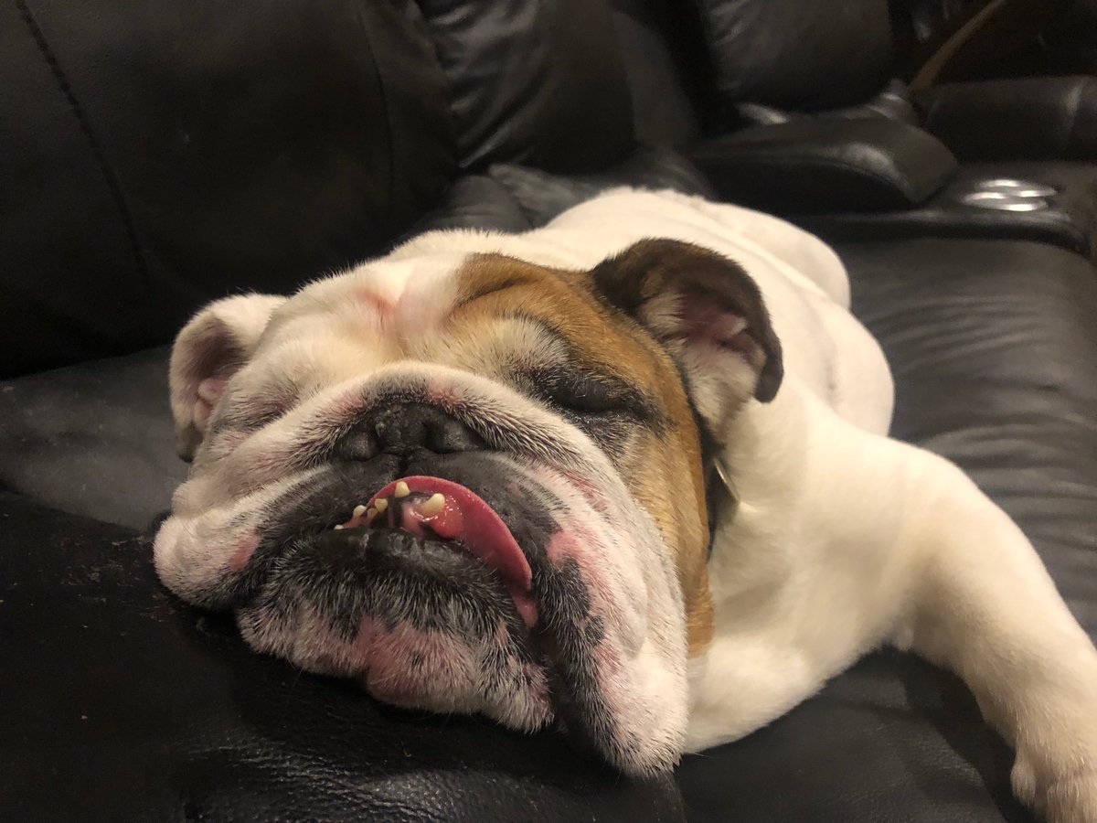 easydbag's tweet photo. @mitchellreports From Boo Boo........!!!!!

Best in Show!!!! 

Congrats Thor https://t.co/CuySn6ksiE