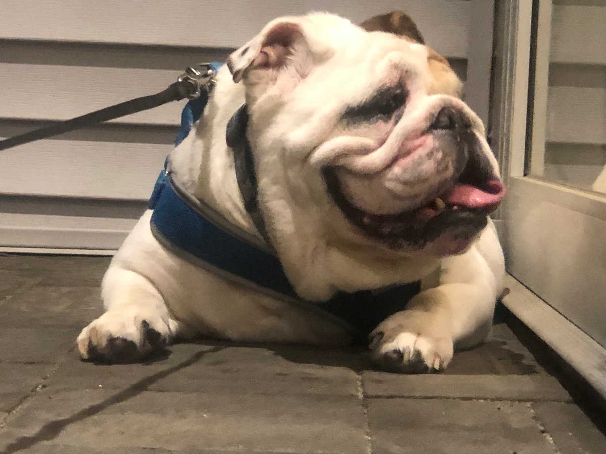 easydbag's tweet photo. @mitchellreports From Boo Boo........!!!!!

Best in Show!!!! 

Congrats Thor https://t.co/CuySn6ksiE