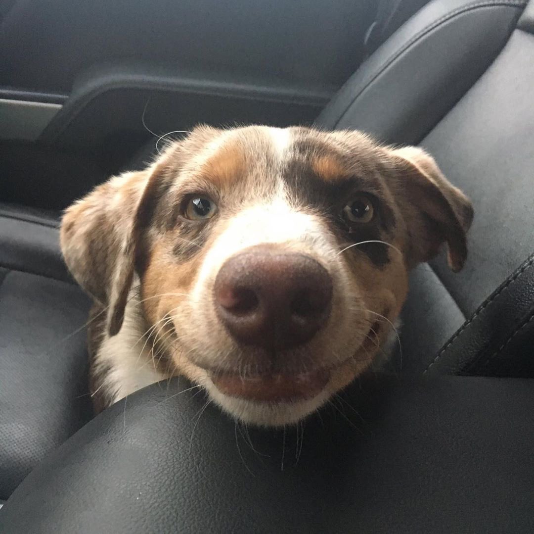 aussiesdointhgs's tweet photo. Find someone who looks at you the way Henry looks at his hooman❤️ https://t.co/MuFYKlShbE