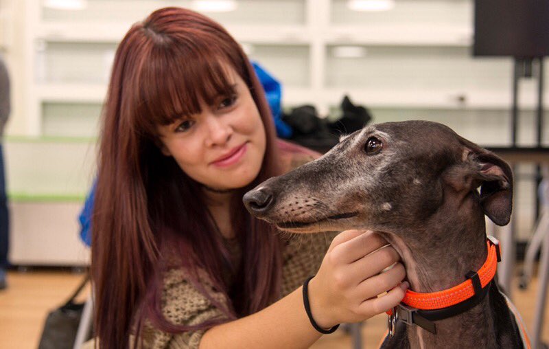 unicomplutense's tweet photo. DEMOSTRADO 😊
Las intervenciones con #perros mejoran la calidad vida de los #estudiantes: reducen estrés, aumentan la sensación de bienestar y favorecen las habilidades sociales. 
#Compludog, primero en la universidad española.
https://t.co/WGHT2NGEwm https://t.co/BsHHtk7UZI
