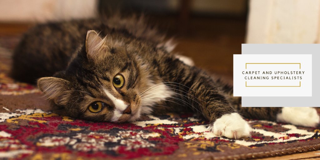 Believe it or not, a grubby appearance is the least of your problems when a carpet becomes dirty. As the amount of soil and dust increases, as does the number of dust-mites, germs and bacteria.

Contact us today for a FREE quote – our prices start from just £28.00.

#EveshamHour