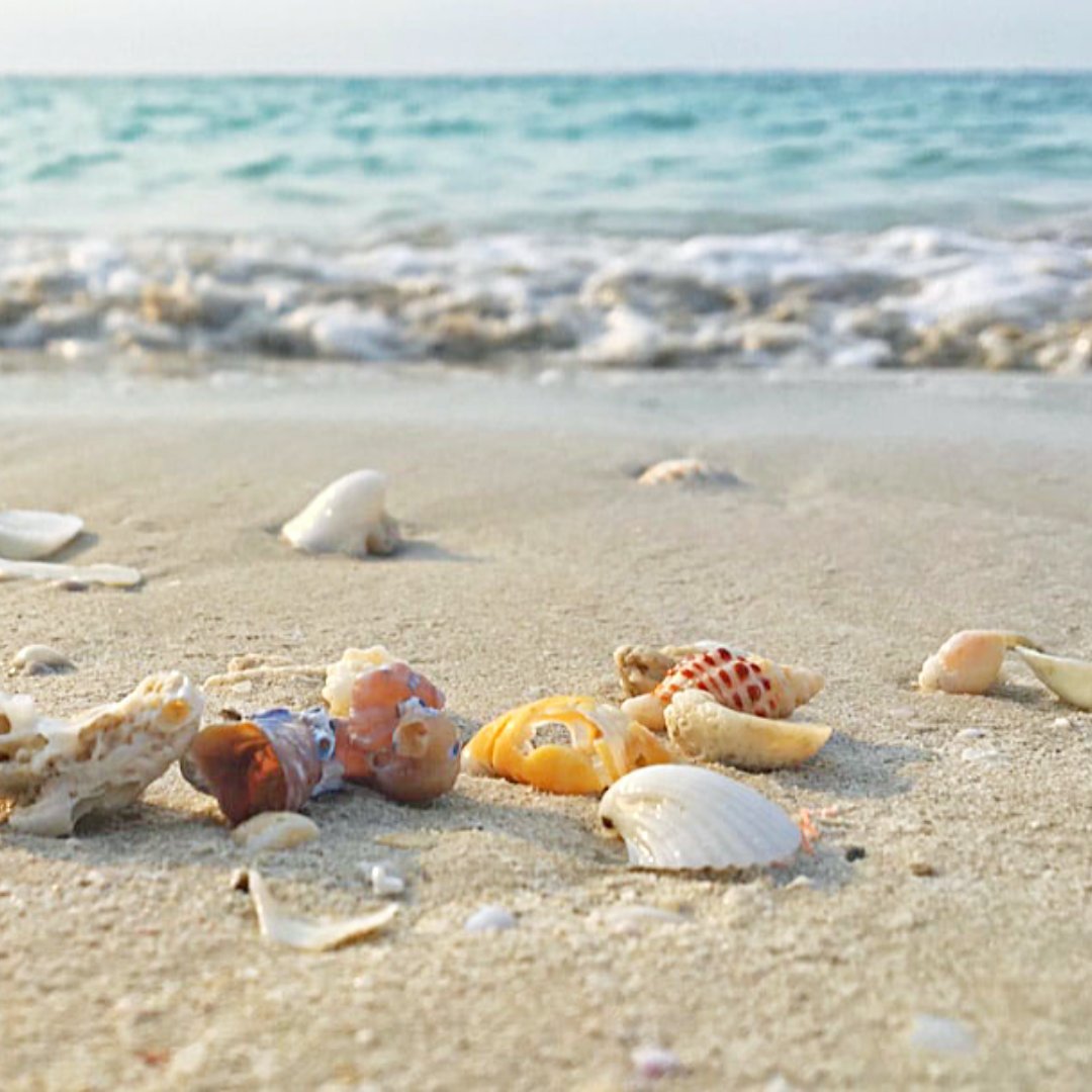 BrettRobinson1's tweet photo. Shell we explore? #BRVacations #tinytreasures #seashel https://t.co/L4JDWUsmBL