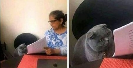¿Qué es eso de 10 de 10 gatitas prefieren un Deamon Black?