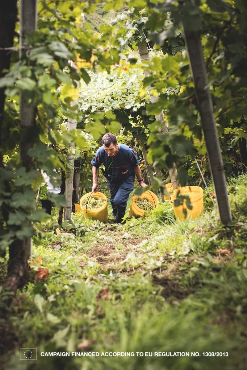 #coneglianoValdobbiadene 
#proseccosuperiore 
#proseccoelevated 
#worldheritagesite
Conegliano Valdobbiadene Prosecco Superiore
– Unique sparkling heritage and outstanding landscapes
<a href="/ProseccoCV/">Prosecco Superiore</a>