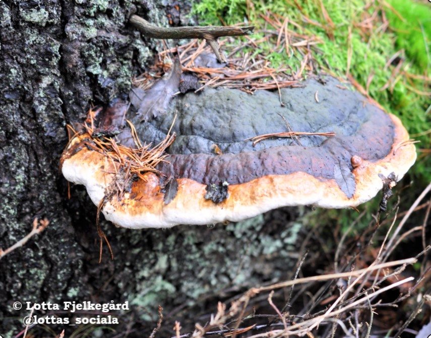darkbrown tree fungi with cream colored edge