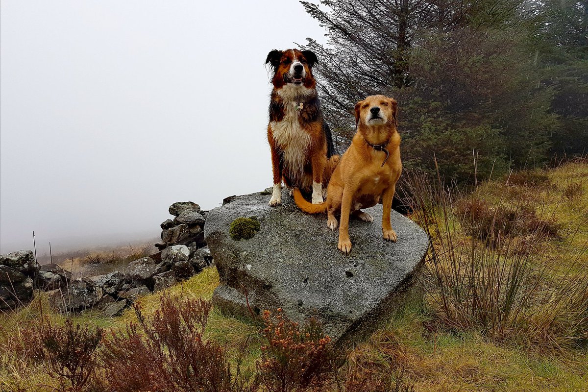 walthollick's tweet photo. How could I forget a #ThrowbackThursday to good auld #SocksRocks
#SuperSnoop @dogcelebration
#dogsoftwitter https://t.co/ygj5fEZkSD