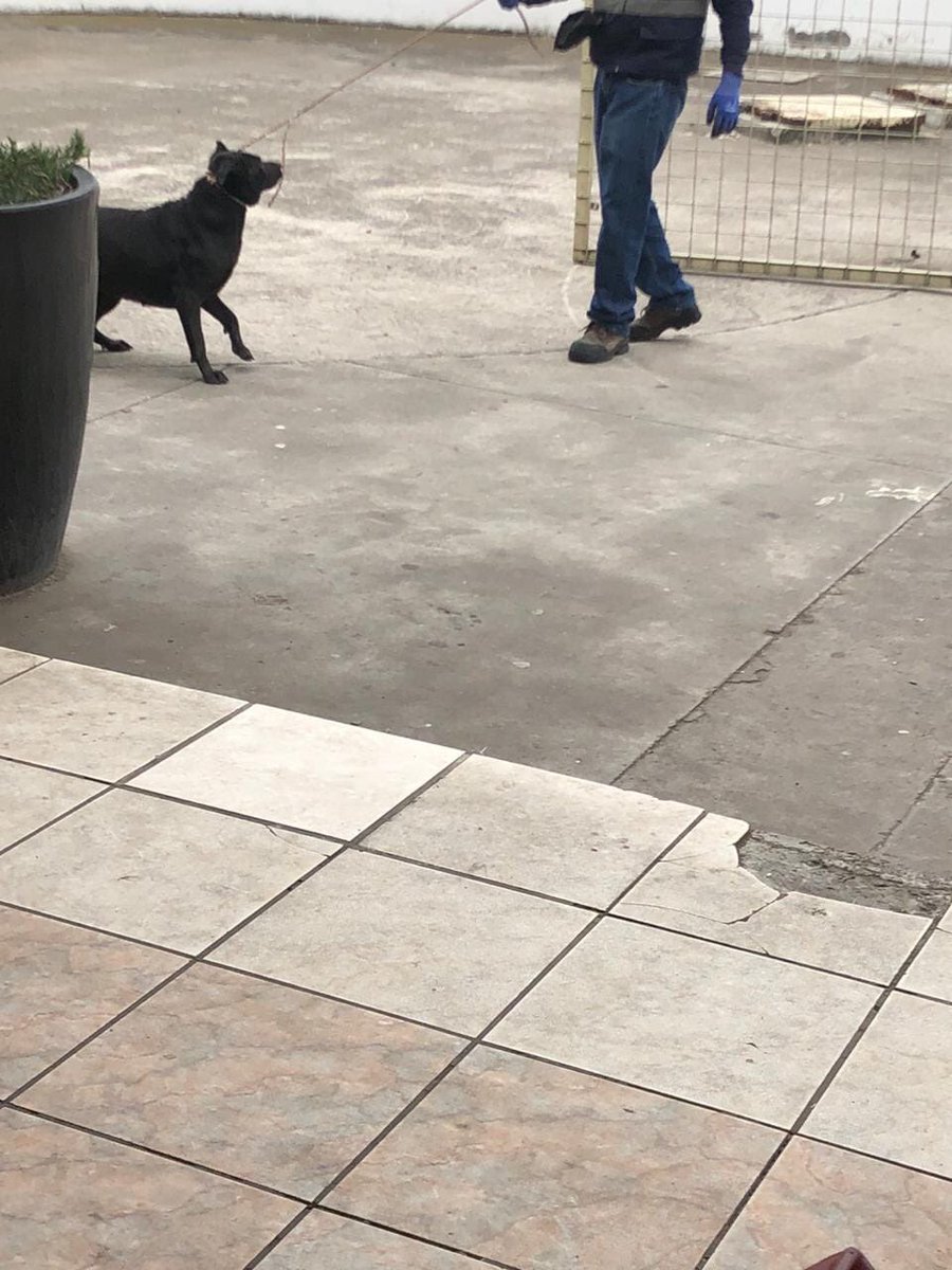 Empieza la persecución a los perros comunitarios en Ambato por parte del Albergue Municipal. <a href="/gadambato/">GAD Municipalidad de Ambato</a> <a href="/jfaltamirano63/">Javier Altamirano</a> <a href="/AVAstudillo/">Alberto Astudillo B.</a> <a href="/valladaresalexf/">Alex Valladares Cevallos</a> <a href="/TEAFundacion/">Fundación TEA</a>