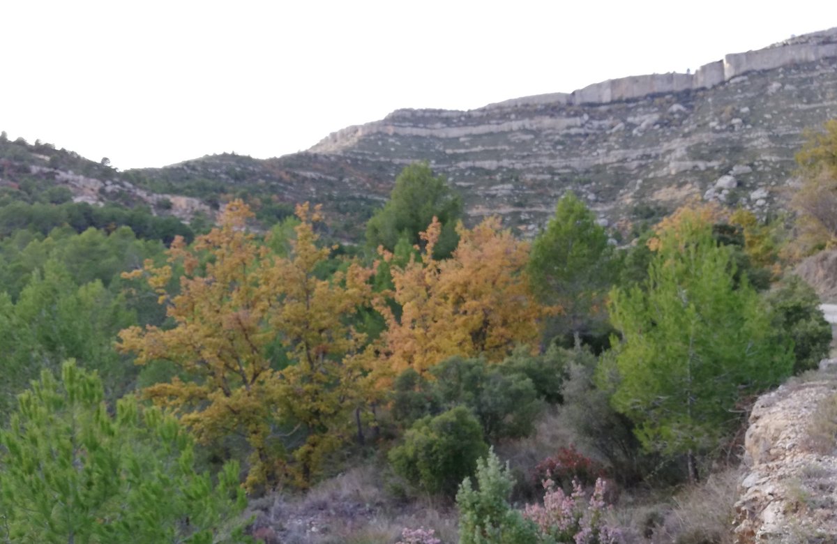 MMontserratDB's tweet photo. Bon vespre! 
He baixat al poble.
El vent se m'emportava. La seva #Música avui era d'un color #mostassa i arpegis #blancs. De tant en tant
cops forts #grisos.
 Viure el ara i aquí. https://t.co/nIK72ClEmI