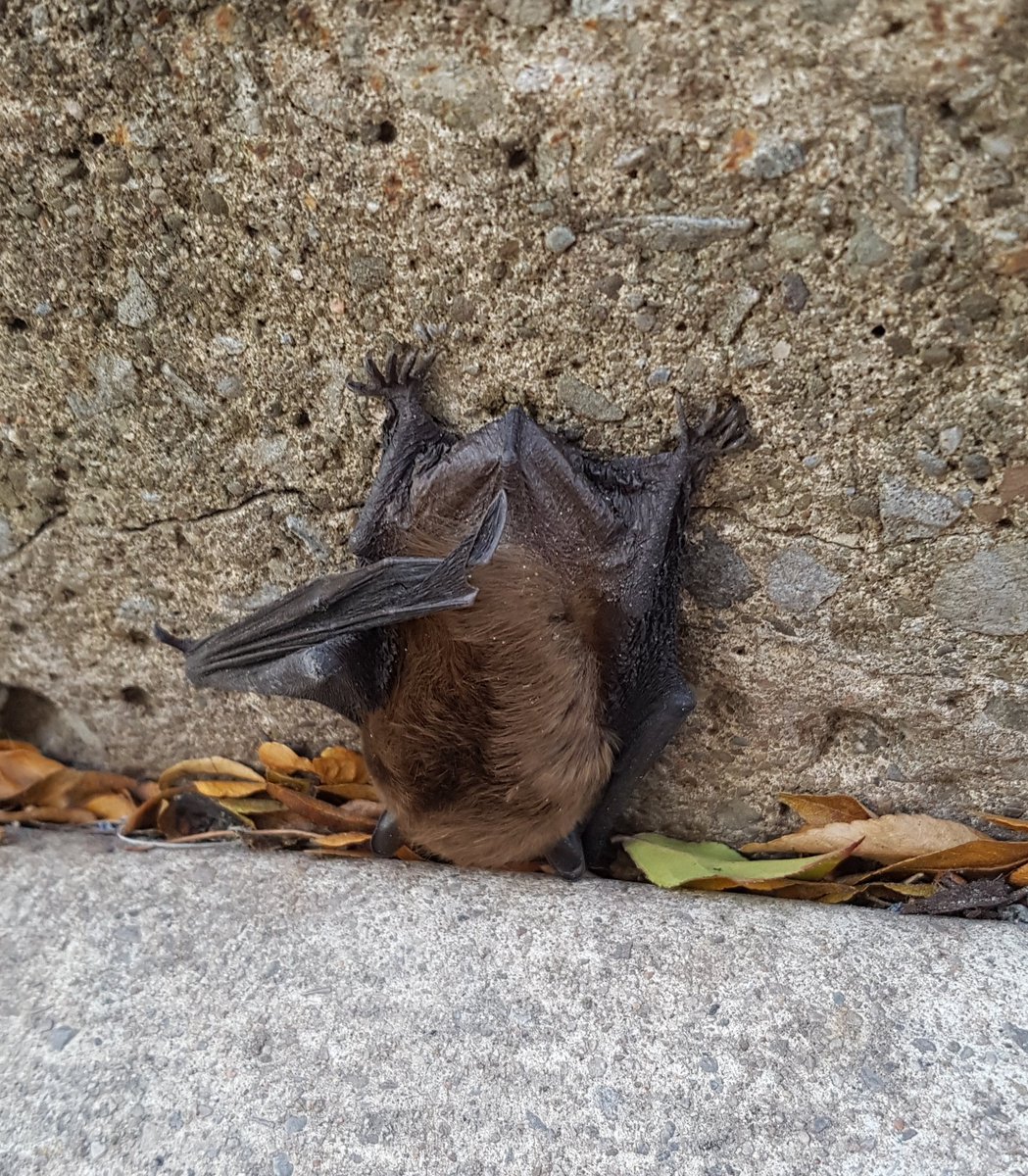 This poor little guy hanging on a curb by my work doesn't look well