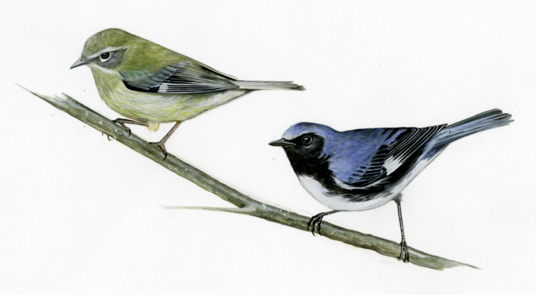 RKochmaruk's tweet photo. We might consider warblers &amp; their relatives to be North American birds, but these neotropical migrant species spend almost as much time in Central and South America as they do in our forests during the summer. #CUSciStory #ShadeCoffee #SpringMigration https://t.co/JV1apbNyNm