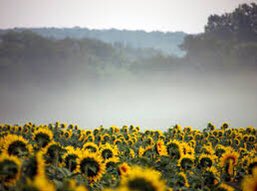 DLectablePierre's tweet image. This pic’s from the future. This is Kansas when we finally legalize marijuana #Thanksgiving