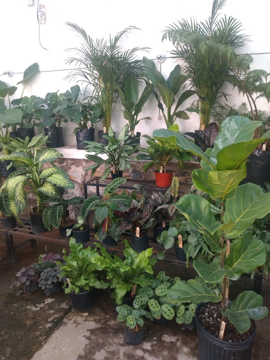 tachi_villalba's tweet photo. Oigan, compren plantas y macetas para esta navidad, siempre es bueno un #toqueverde en la casa.

Pusimos vivero en la oficina de @finolozano, pasele a comprar ♥️♥️, citas conmigo 😁 https://t.co/41qeUROC8Y