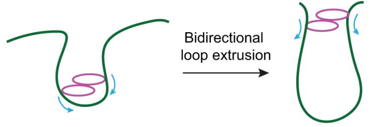 Mooaar!

"the loop-extruding complexes most frequently contained two cohesin molecules"

 science.sciencemag.org/content/early/…
By <a href="/Hongtao_Yu_Lab/">Hongtao Yu Lab</a> <a href="/IlyaFinkelstein/">Ilya Finkelstein</a> <a href="/ZhubingShi/">Zhubing Shi</a> et al.
Really fascinating

1 or 2 cohesins for bidirectional extrusion?🤔
Different assays &gt; different conclusions? 🤔