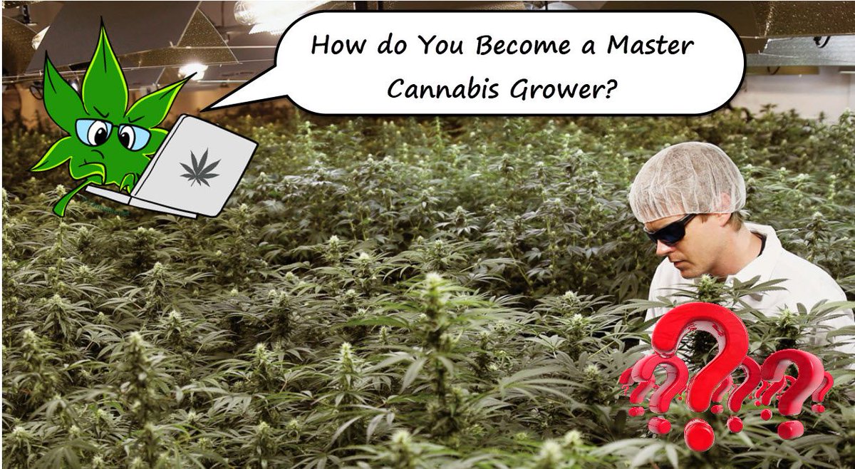 ghsupply's tweet photo. If you have to grow #weed at large scale takes a lot of time and is tedious than growing it in a backyard. Many people who become master growers might not... [Read more] https://t.co/tOFxrSwvP8 https://t.co/CM787NJzcP