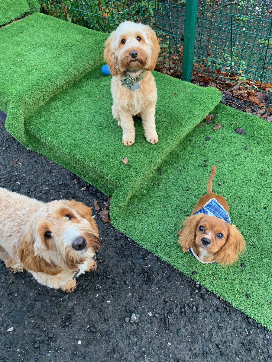 EdenWellDog's tweet photo. Tues/Wed doggie daycare fun with Blaze, Ivy, Aura, Rene, PJ, Truffle, Islay, Luna, Rosie &amp; the 2 Ruby’s.🐶 #cavalierkingcharlesspaniel #frenchbulldog #staffordshirebullterrier #cockapoo #labradorpuppy #dachshund #alsatian #folkestonedogs #doggiedaycare #folkestonedogwalker https://t.co/rb10oOkc9W