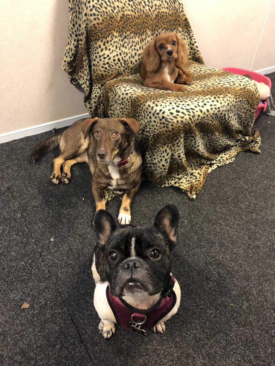 EdenWellDog's tweet photo. Tues/Wed doggie daycare fun with Blaze, Ivy, Aura, Rene, PJ, Truffle, Islay, Luna, Rosie &amp; the 2 Ruby’s.🐶 #cavalierkingcharlesspaniel #frenchbulldog #staffordshirebullterrier #cockapoo #labradorpuppy #dachshund #alsatian #folkestonedogs #doggiedaycare #folkestonedogwalker https://t.co/rb10oOkc9W