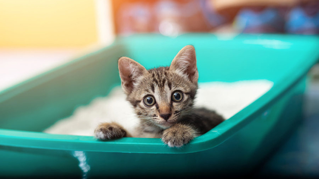 Confused about what type of #CatLitter you should get your #feline friend? We've broken done the pros and cons to help you pick the best litter for your feline! Read our break down here: animalwellnessmagazine.com/pick-litter-ki…