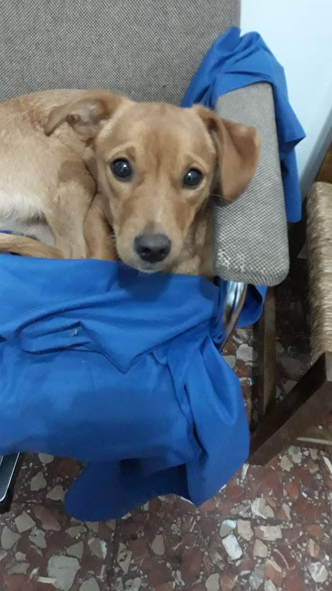 Esta perrita se ha perdido esta mañana en Adamuz, tiene una cicatriz en la pata derecha de atrás de una operación. Si alguien la ve que la coja y se ponga en contacto con nosotros.