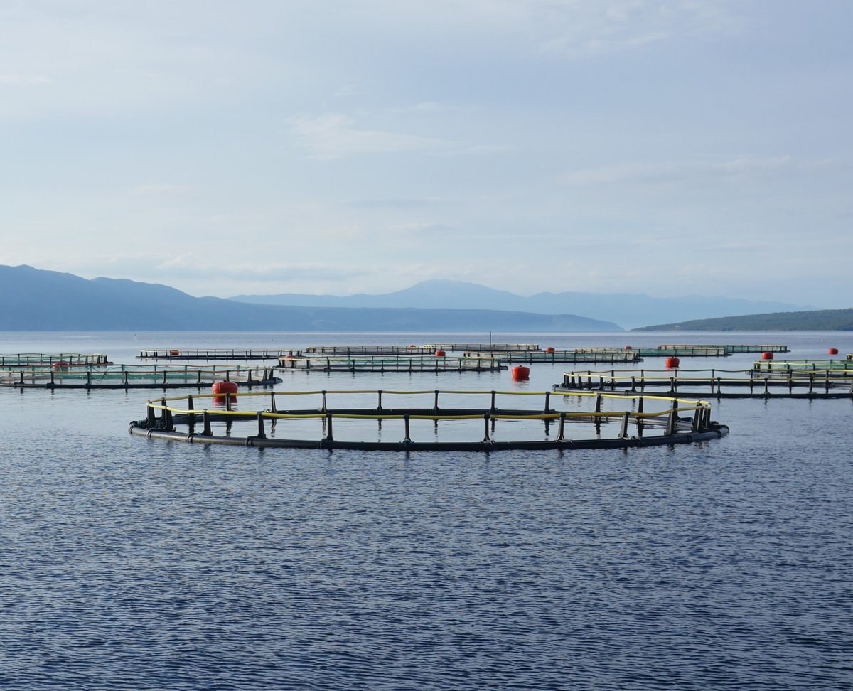Aquakulturen und deren Folgen:
mare-mundi.org/aquakulturen-u…

#mittelmeer #meeresschutz #umweltschutz #umwelt #savetheplanet #mare #maremundi #mediterranean #environment #meeresbiologie #marinebiology #biology #praktikum #internship #krk #fridaysforfuture