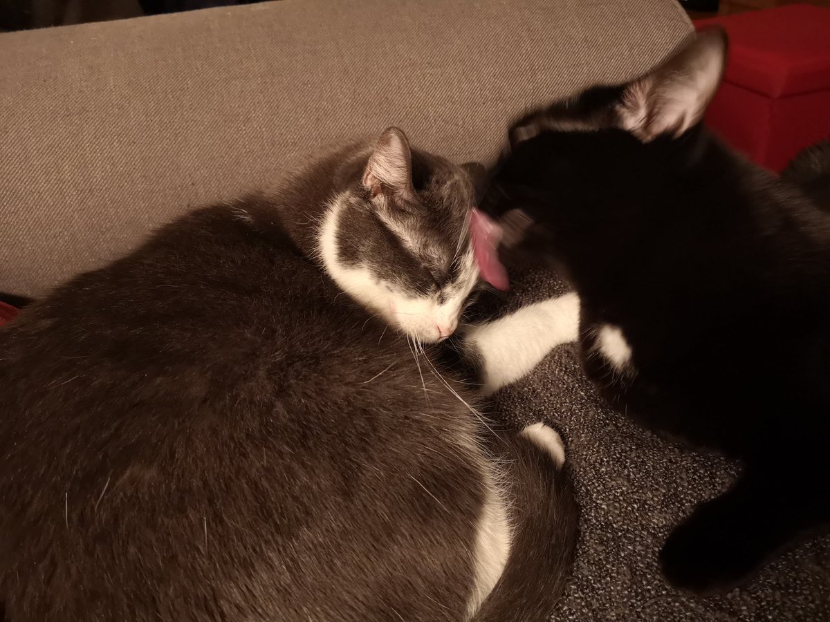 FredouBuchanan's tweet photo. @AaronLinguini Whippet took the role of a caregiver to our handicat Pixie. Thought you'd find it cute. https://t.co/fx3A0Jaid8