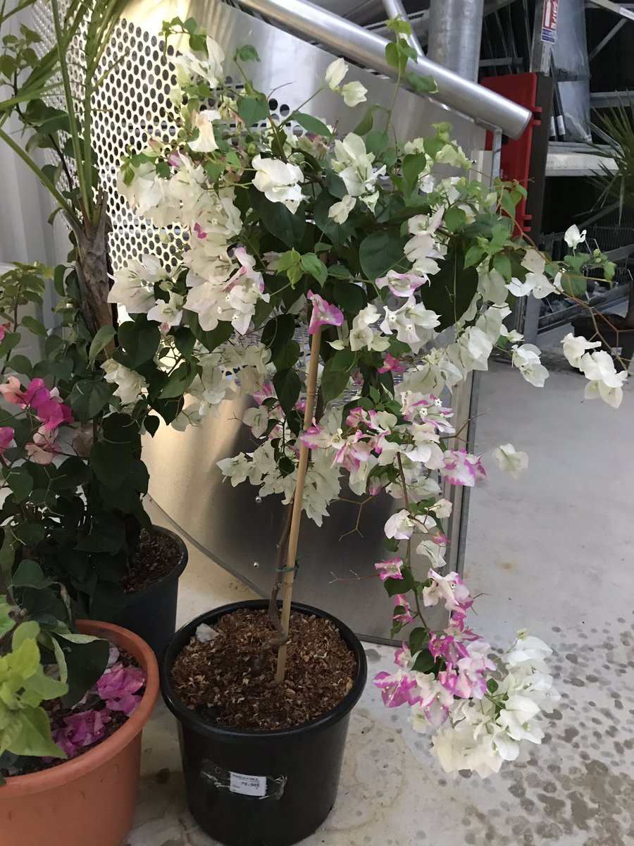 solylaley's tweet photo. Craquage pour ce bougainvillier mi blanc-mi violet ? #OuiNon #YesNoQuestion https://t.co/xewP7yJ4kc
