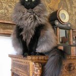 ノルウェージャンフォレストキャットが雪の女王のように美しい!!