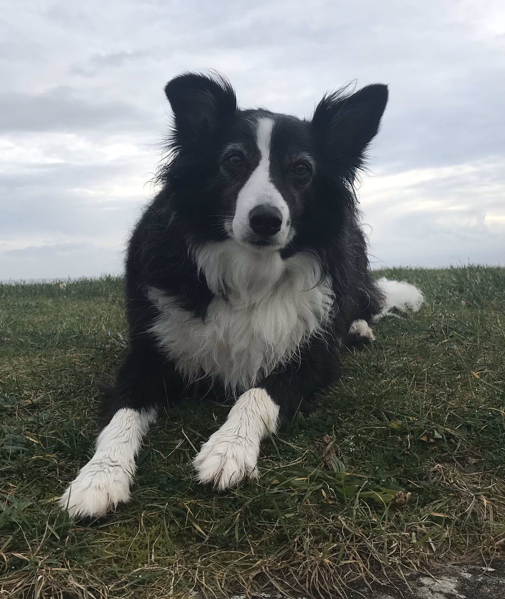 Ruby_thedog's tweet image. A surprise day at the beach today! Dad took a sneaky half day! Love it!