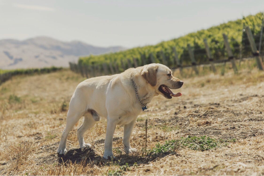 Happy Thanksgiving from the Zinke family &amp; team (and Bub too)! 
~Zinke will be open tomorrow with live music, holiday artisan market, chefs tacos and our Biggest Wine Sale of the year. We can’t wait to see you all!
📸: <a href="/craftandcluster/">Heather Daenitz | Wine Photographer 💁🏼‍♀️She/Her</a>