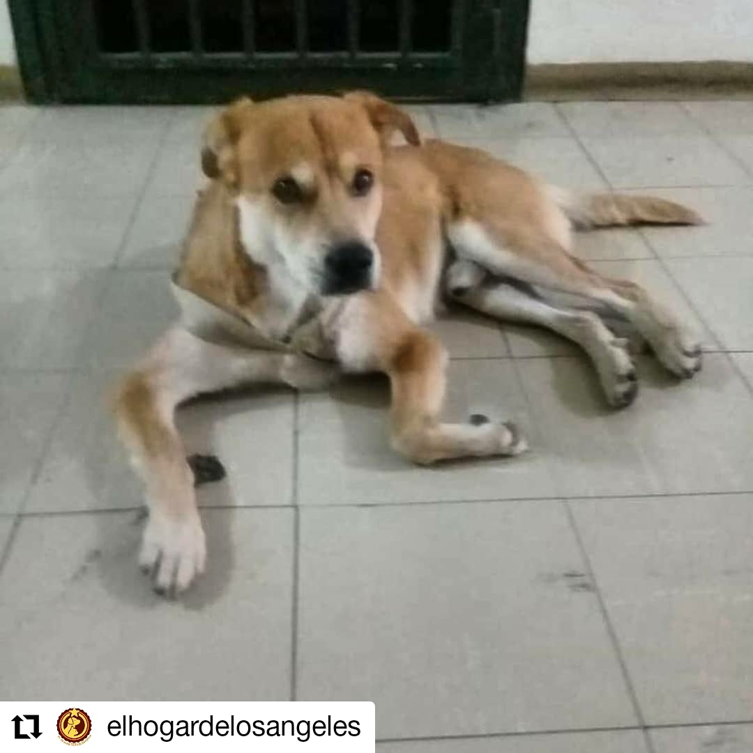 anitavidalp's tweet photo. QUIEN LE DA UN ESPACITO, SU DUEÑO MURIO... La gente q fue a retirar el cuerpo lo sacaron del apto y lo dejaron en el pasillo y el pobre animal no hace más que auyar. Ya la situación lleva  dos semanas que el señor murio. Inf. 
04242900783  Centro Parque Carabobo #28Nov #jueves https://t.co/1kPceXt8M6