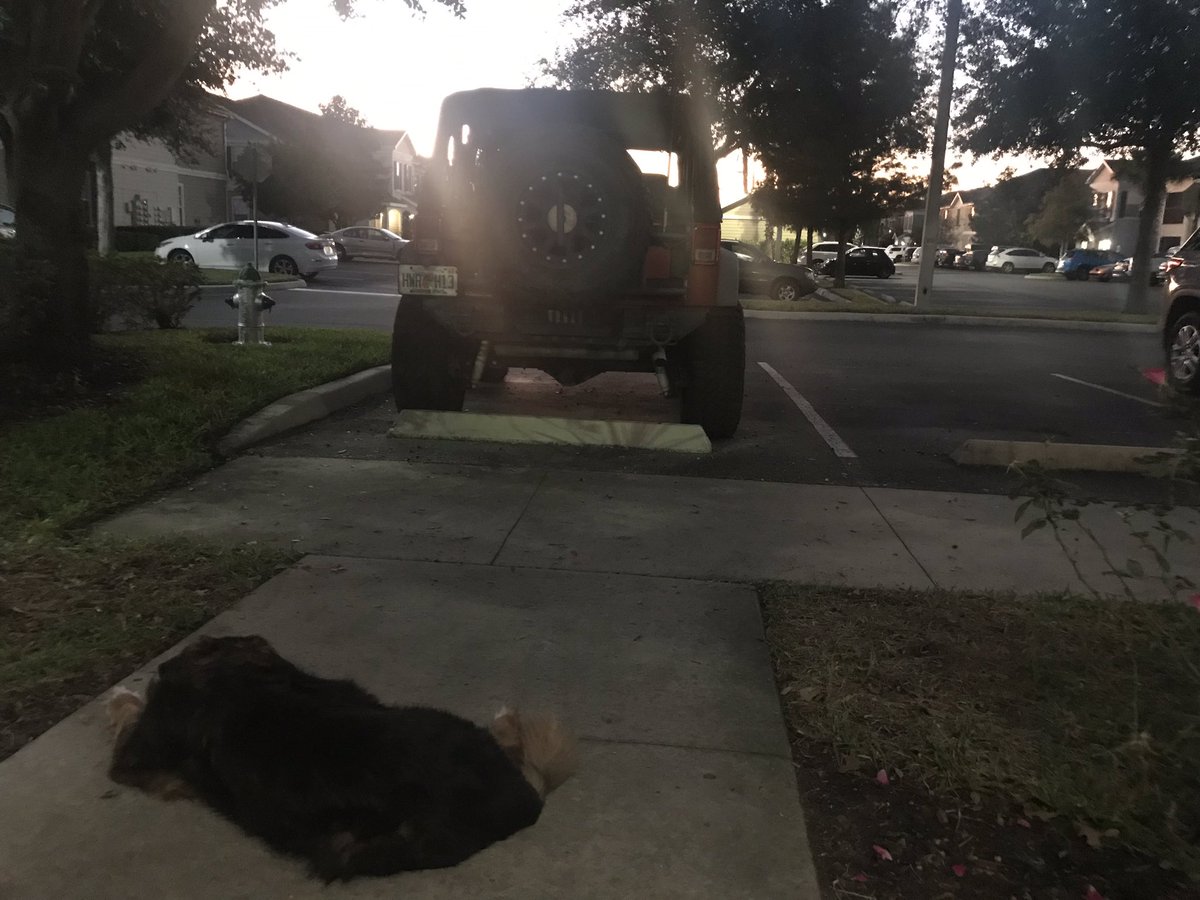 Dogs and jeeps and November sunset in FL
