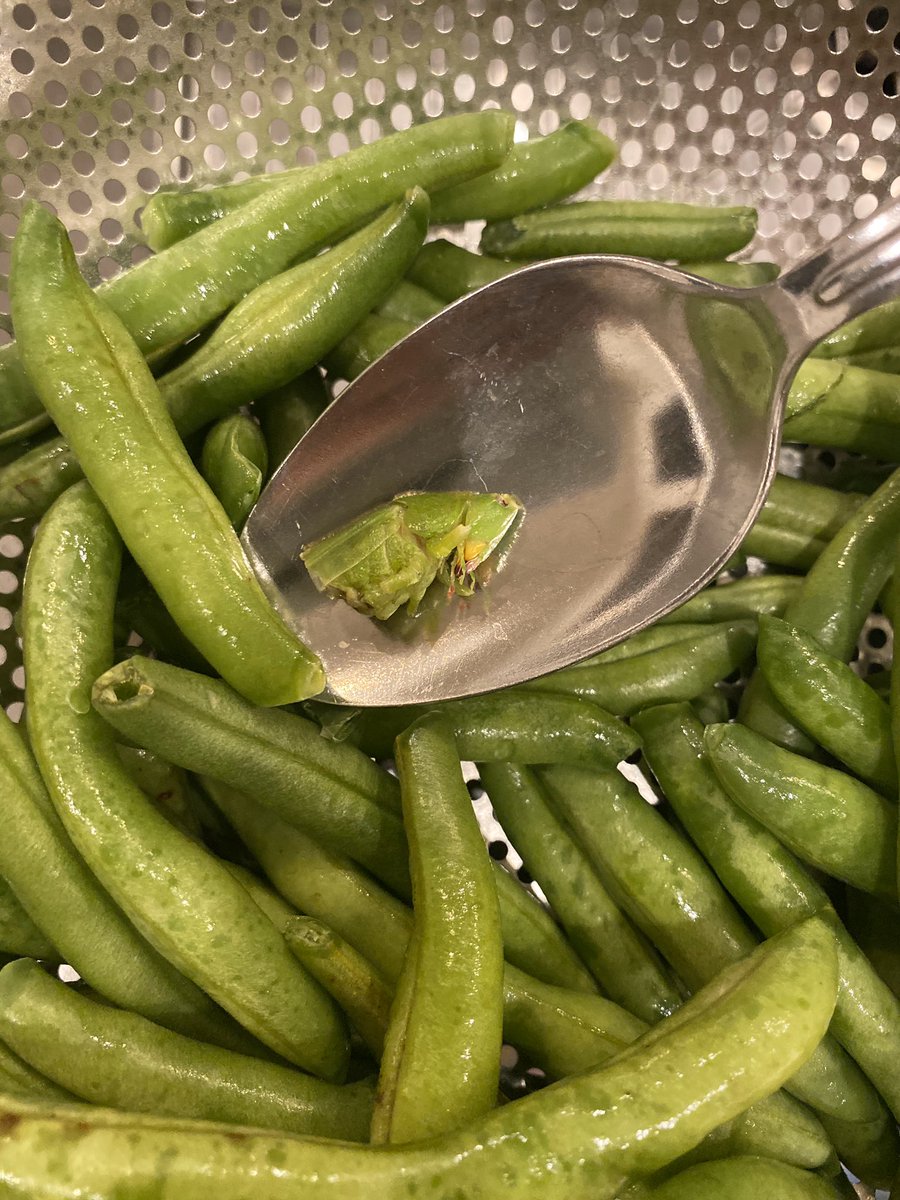RADeMita's tweet photo. found in bag of green beans... dinner is cancelled 🤢. https://t.co/RDT62ffSin