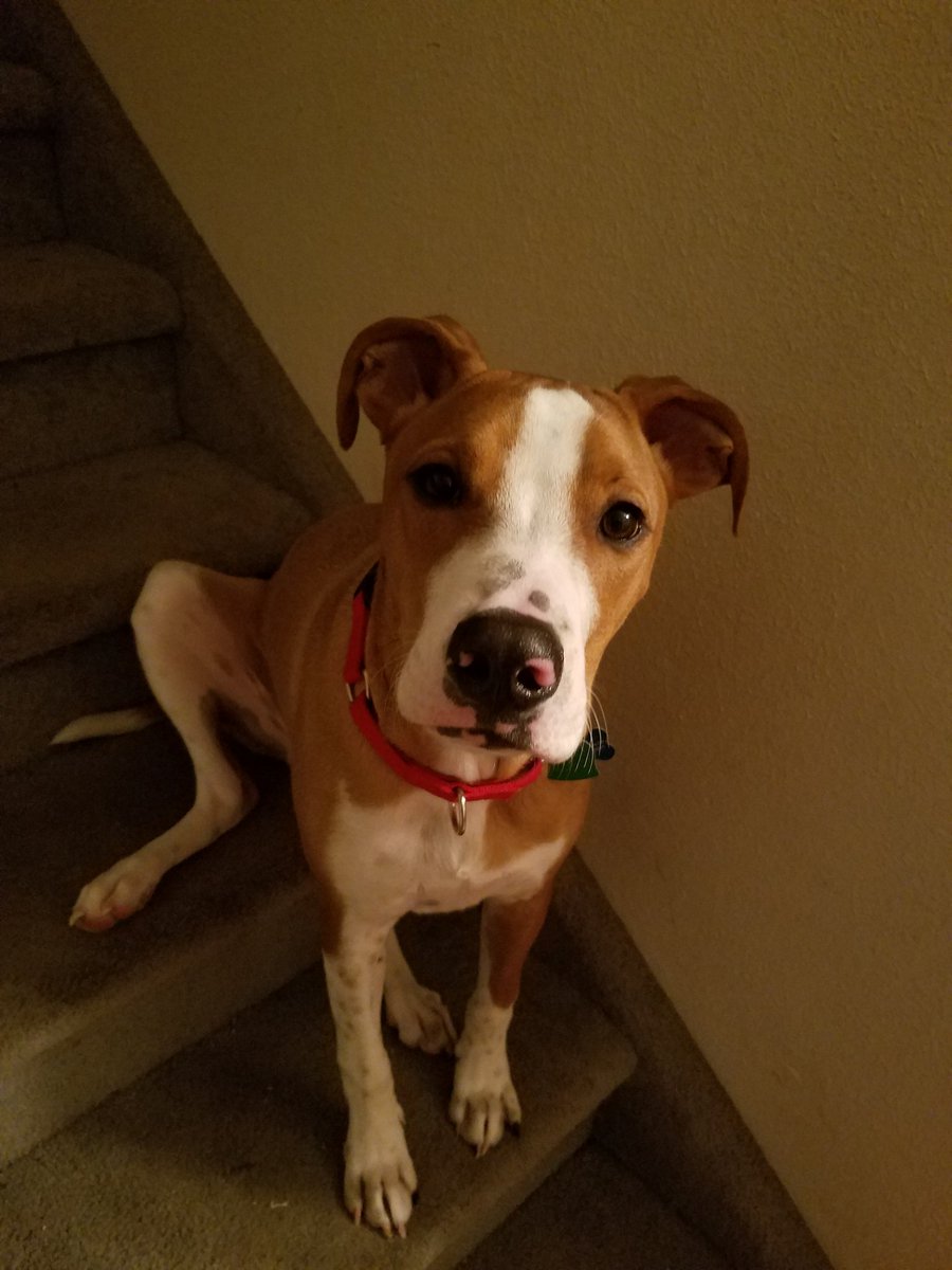 dksamus's tweet photo. #HappyThanksgiving #2019Thanksgiving #dogthanking #dogsoftwitter https://t.co/1T8iJOgh9v