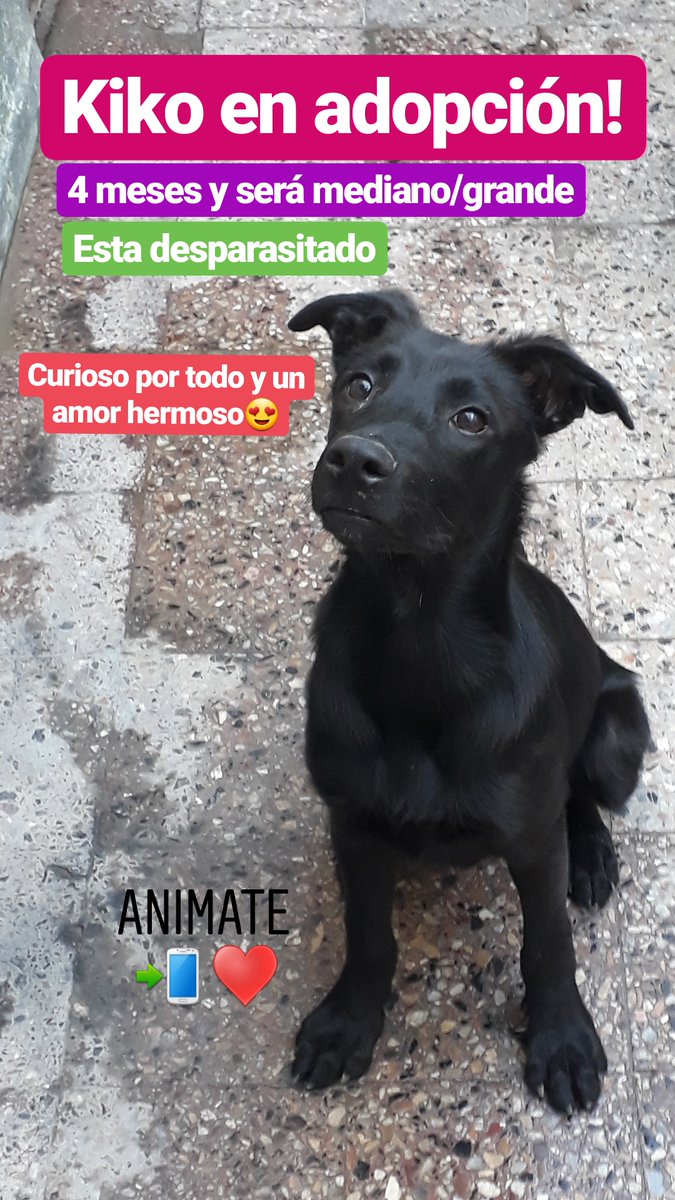 SaaralLara's tweet photo. Si no los adoptan NO PUEDO SEGUIR RESCATANDO
Los días pasan lit NADIE pregunta x ellos, se que son meses difíciles pero igual sigo pidiendo 
Hoy agrego a Maeve que la tiraron en un basurero pero ya está hermosa y lista!
Y Kazzu Kiko y Kika siguen esperando😔♥️ info fotos! Devoto https://t.co/vkVnsI2mrt