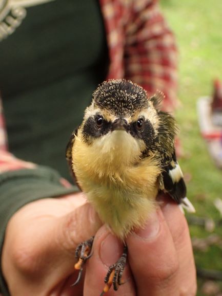birdecologylab's tweet image. Desde un Cachudito(Oct2015) hasta estos pollos 7Colores hoy en estación MONITOREO ESFUERZO CONSTANTE superamos 5000 aves anilladas&amp;amp;liberadas por el Lab (47spp&amp;amp;muestras!) gracias! especial 'Mono'Ruiz @maculipennis_ @EBassoQ @ClaudioNavP @valearaya_ @gonzalo_torresf @camilgherardi