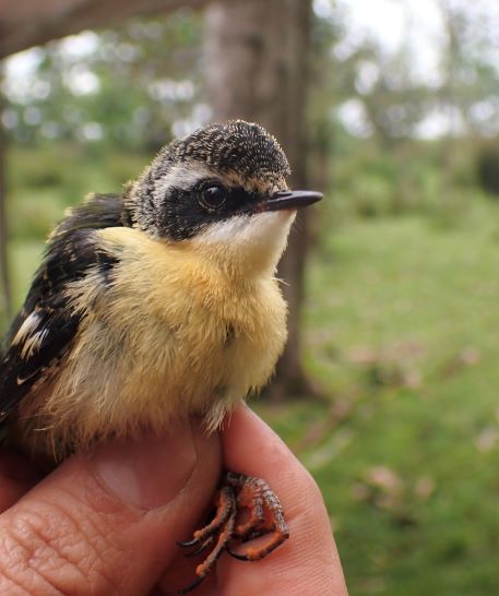 birdecologylab's tweet image. Desde un Cachudito(Oct2015) hasta estos pollos 7Colores hoy en estación MONITOREO ESFUERZO CONSTANTE superamos 5000 aves anilladas&amp;amp;liberadas por el Lab (47spp&amp;amp;muestras!) gracias! especial 'Mono'Ruiz @maculipennis_ @EBassoQ @ClaudioNavP @valearaya_ @gonzalo_torresf @camilgherardi