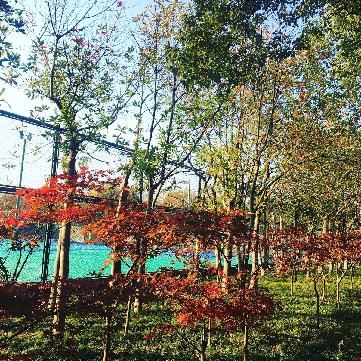 BrigittaWu's tweet photo. 紅葉🍁が大好き！
#紅葉 #秋 #浙江大学 #浙江 #autumn #redleaves #zhejianguniversity https://t.co/oFMGs9zyCK