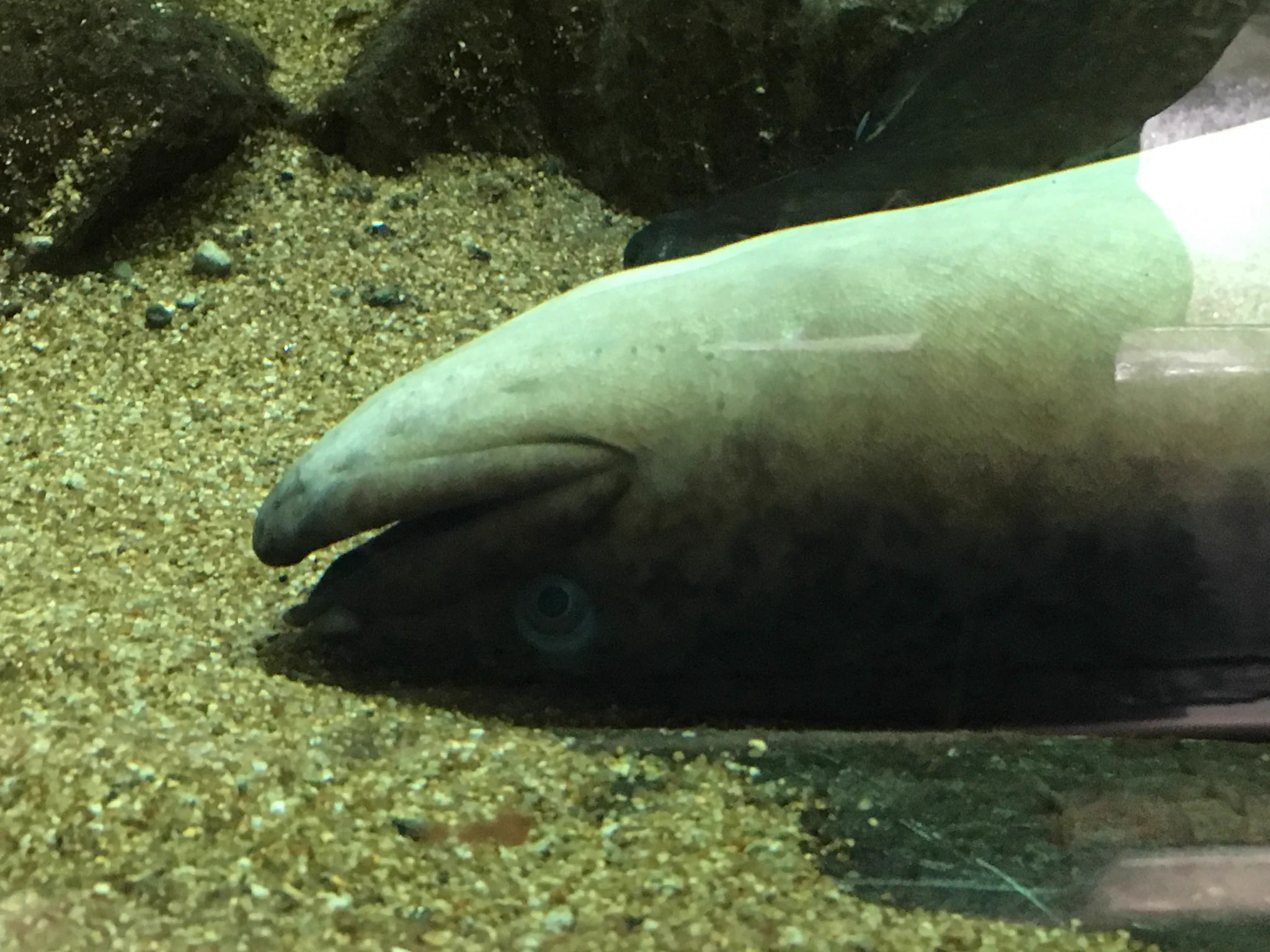 生きてる…？水族館のオオウナギの休んでいる姿が完全にアレだった！