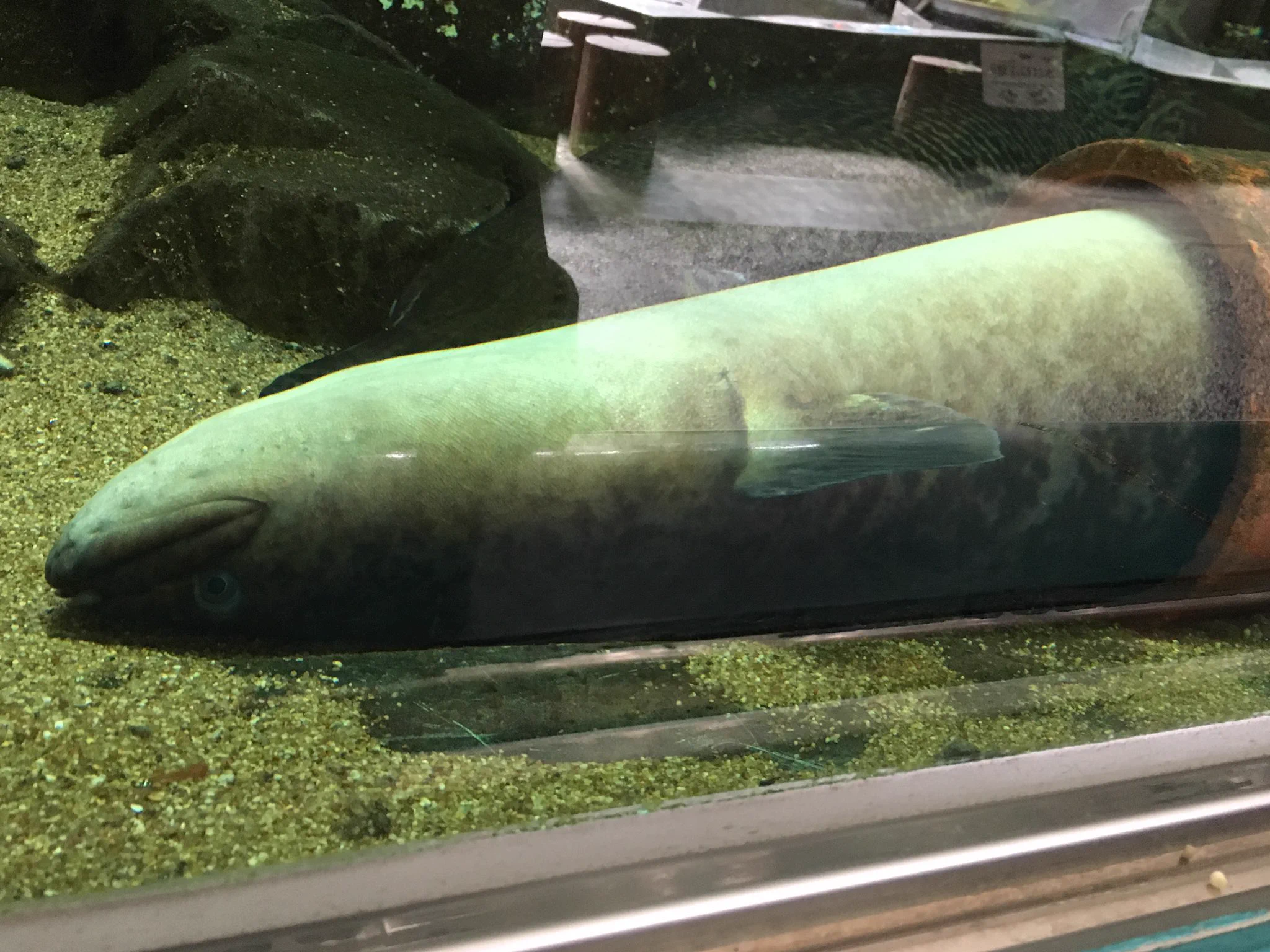 生きてる…？水族館のオオウナギの休んでいる姿が完全にアレだった！