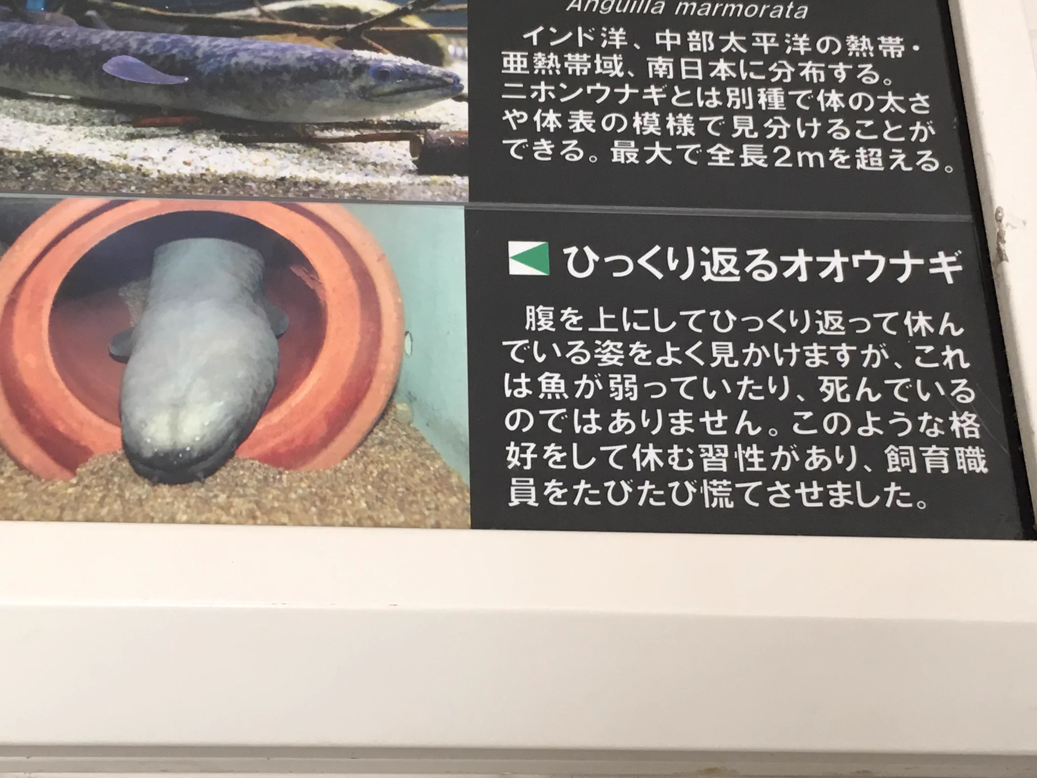 生きてる…？水族館のオオウナギの休んでいる姿が完全にアレだった！
